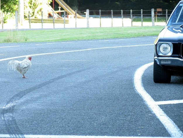 Chicken road nederland in Netherlands