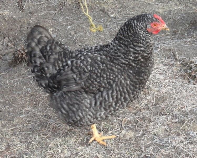 Een Uitgebreid Overzicht van het Populaire Spel Chicken Road Online Gokkast, chicken road casino